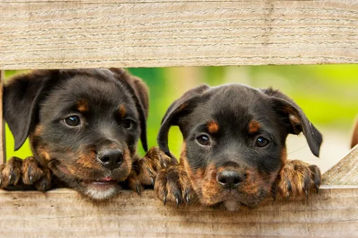 'Ebösszeírás Ravazd' cikk borítóképe